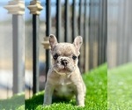 Small #16 French Bulldog