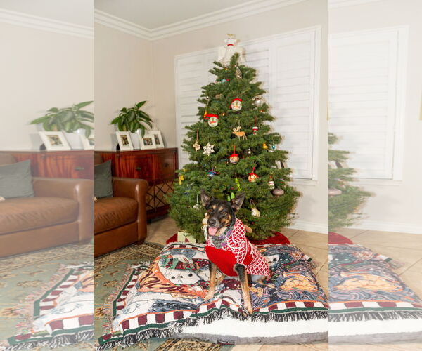 Medium Photo #4 Mutt Puppy For Sale in San Bernardino , CA, USA