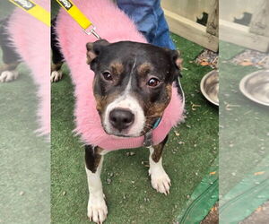 SADIE - Female Mutt Dog for Adoption - Photo #2