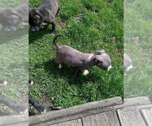 American Pit Bull Terrier Puppy for sale in GREENSBURG, PA, USA