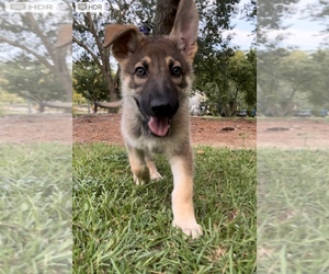 German Shepherd Dog Puppy for sale in E LAURINBURG, NC, USA