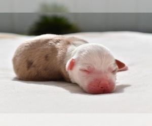 Miniature Australian Shepherd Puppy for sale in PALM COAST, FL, USA