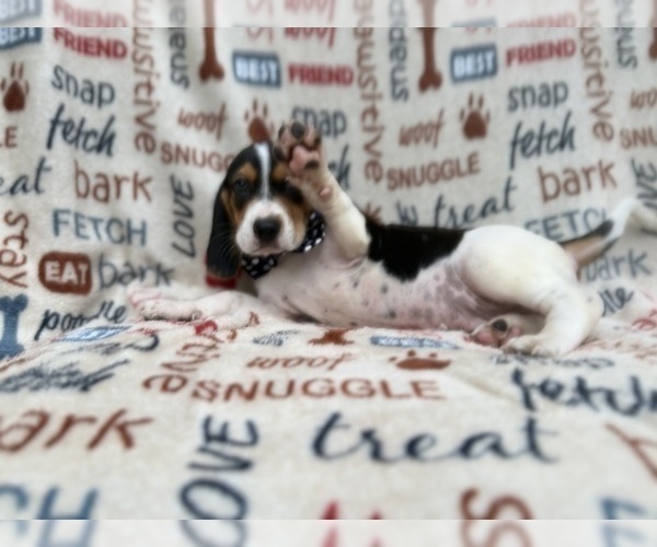 Medium Photo #1 Beagle Puppy For Sale in LAKELAND, FL, USA
