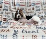 Small Beagle