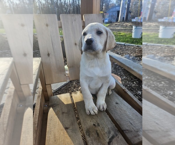View Ad Labrador Retriever Puppy for Sale near Massachusetts, WEST