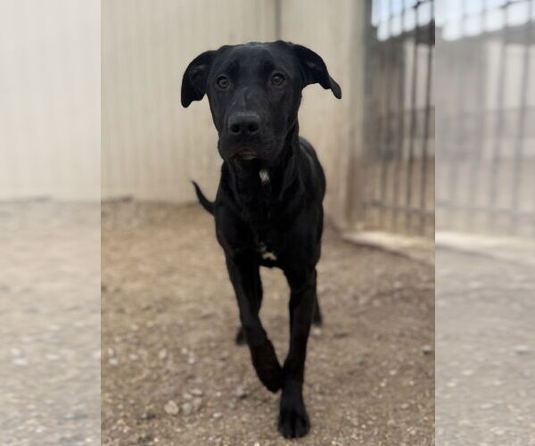 Medium Photo #2 Mutt Puppy For Sale in Corning, AR, USA