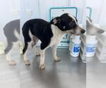 Small Texas Heeler Mix