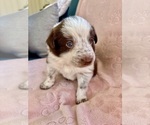 Small Photo #11 Border Collie Puppy For Sale in MARYVILLE, TN, USA
