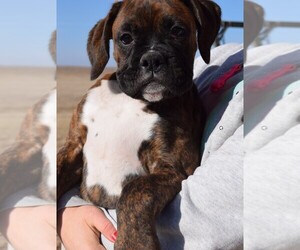Boxer Puppy for sale in HUMBOLDT, NE, USA