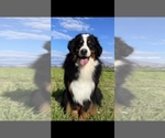 Small Photo #1 Bernese Mountain Dog Puppy For Sale in PAYSON, UT, USA