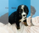 Puppy Ginny Bernedoodle
