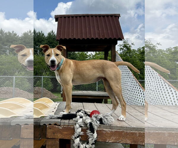 Medium Photo #10 Labrador Retriever-Unknown Mix Puppy For Sale in Tarrytown, GA, USA