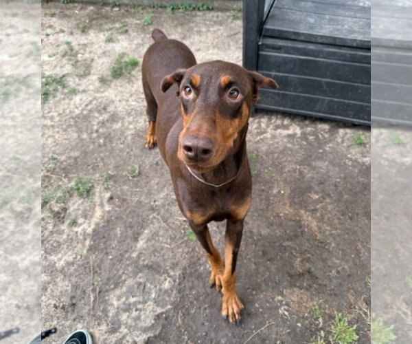 Medium Photo #2 Doberman Pinscher-Unknown Mix Puppy For Sale in Lakewood, CO, USA