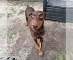 Small #1 Doberman Pinscher Mix