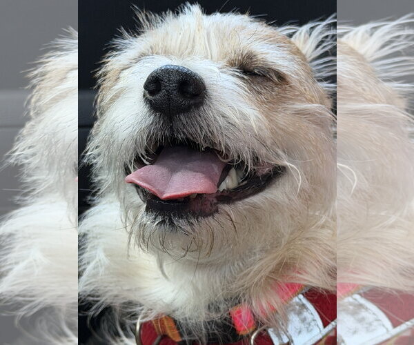 Medium Photo #7 Cairn Terrier-Unknown Mix Puppy For Sale in San Francisco, CA, USA