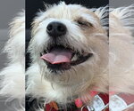 Small #6 Cairn Terrier Mix