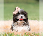 Small #2 Shih Tzu