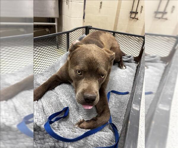 Medium Photo #1 Mutt Puppy For Sale in Conroe, TX, USA