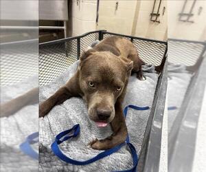 Mutt Dogs for adoption in Conroe, TX, USA