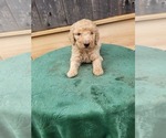 Small #2 Poodle (Standard)