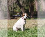 Small Photo #5 Mutt Puppy For Sale in  Gainesville, FL, USA