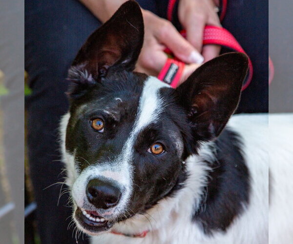 Medium Photo #21 Border Collie-Unknown Mix Puppy For Sale in Canton, CT, USA