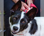 Small Photo #21 Border Collie-Unknown Mix Puppy For Sale in Canton, CT, USA
