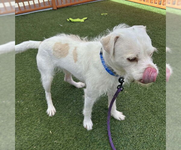 Medium Photo #2 Mutt Puppy For Sale in Las Vegas, NV, USA