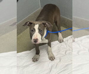 Medium American Pit Bull Terrier Mix