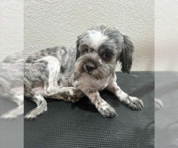 Medium Photo #1 Shih Tzu-Unknown Mix Puppy For Sale in Grafton, WI, USA