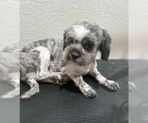 Medium Shih Tzu Mix