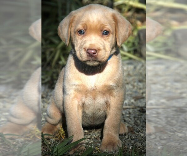 Medium Photo #7 Labrador Retriever Puppy For Sale in REEDLEY, CA, USA