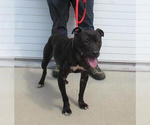 American Pit Bull Terrier Dogs for adoption in Louisville, KY, USA