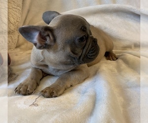 French Bulldog Puppy for sale in JOHNS ISLAND, SC, USA