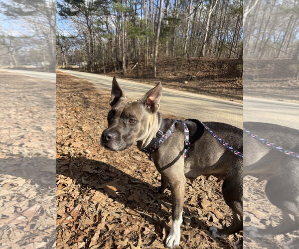 Medium Photo #2 American Pit Bull Terrier-Unknown Mix Puppy For Sale in Calhoun, GA, USA