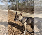 Small #1 American Pit Bull Terrier Mix