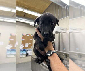 American Pit Bull Terrier-Unknown Mix Dogs for adoption in Waco, TX, USA
