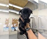 Small American Pit Bull Terrier Mix