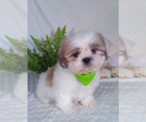 Shih Tzu Puppy for sale in SUGARCREEK, OH, USA
