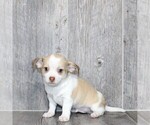 Small #23 Chihuahua