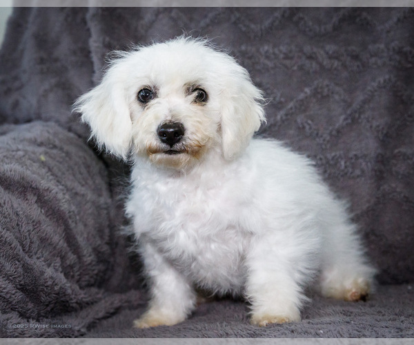 Medium Photo #9 Bichon Frise Puppy For Sale in WAKARUSA, IN, USA