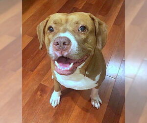 American Staffordshire Terrier-Unknown Mix Dogs for adoption in Staten Island, NY, USA