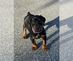 Small #10 Doberman Pinscher