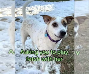 Boochie TX - Female Mutt Dog for Adoption - Photo #7