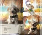 Small Photo #1 Yorkshire Terrier Puppy For Sale in AUSTIN, TX, USA