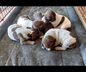 German Shorthaired Pointer Puppy for sale in POST, TX, USA