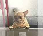 Small #1 French Bulldog