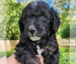 Image preview for Ad Listing. Nickname: Stella
