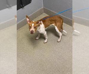 Mutt Dogs for adoption in Las Vegas, NV, USA