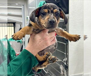 French Bulldog-Unknown Mix Dogs for adoption in San Bernardino, CA, USA